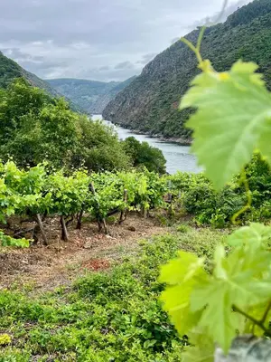 a view of a river and a bunch of vines at Chulavista House by Kev in Parada del Sil
