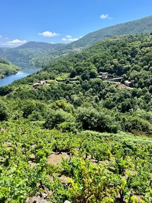 a view of a river from a hill with trees at Chulavista House by Kev in Parada del Sil
