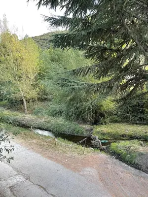 a road next to a tree and a creek at La Brisa Del Bierzo in Toral de Merayo