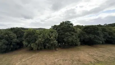 an overhead view of a field with trees at VIVIENDA OLGA, piso tranquilo con parking a 10 min de Santiago in Sigüeiro