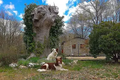 a dog laying in the grass next to a tree at Cabañas Vallecino in Manzanal de los Infantes