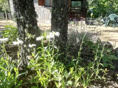 a garden with white flowers in front of a tree at Cabañas Vallecino in Manzanal de los Infantes