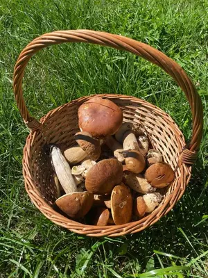 a basket full of mushrooms in the grass at Casa de Piedra Vistas & Relax