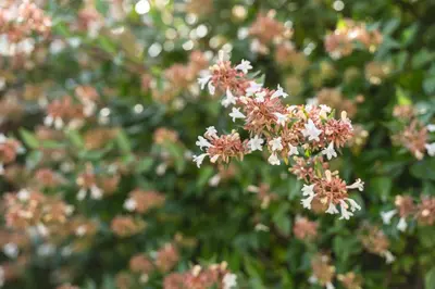 a close up of some flowers on a plant at Motel Venecia in Taboadela