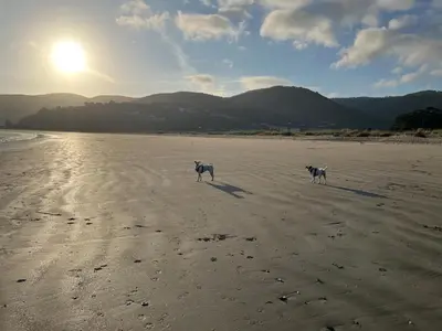 two dogs walking on a beach with the sun in the background at Ático a 5 minutos de TODO Mariña Lucense in Viveiro