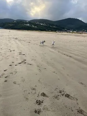 two horses walking on a sandy beach at Ático a 5 minutos de TODO Mariña Lucense in Viveiro