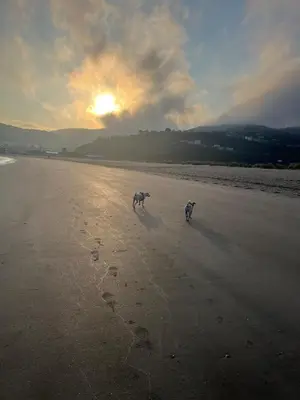 two dogs walking on the beach at sunset at Ático a 5 minutos de TODO Mariña Lucense in Viveiro