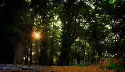 a sun shining through the trees in a forest at Casa de Arias in Parga
