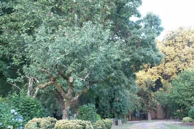 a tree in the middle of a yard with bushes at Casa de Arias in Parga