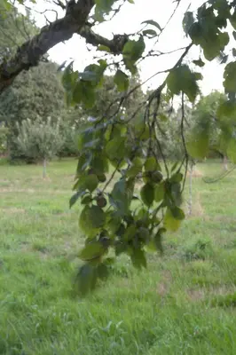 a tree branch with green leaves in a field at Casa de Arias in Parga
