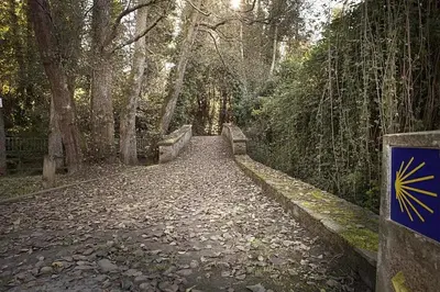 a path in the middle of a forest with trees at La Morada del Peregrino Miño Center Home in Miño