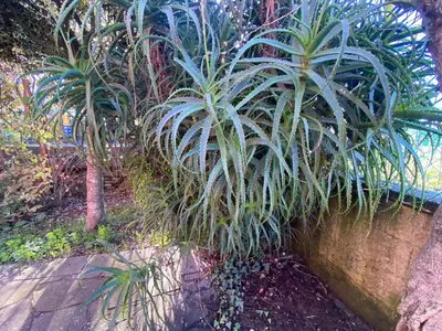 a plant sitting on top of a stone wall at Casa Rosiña in Campo Lameiro