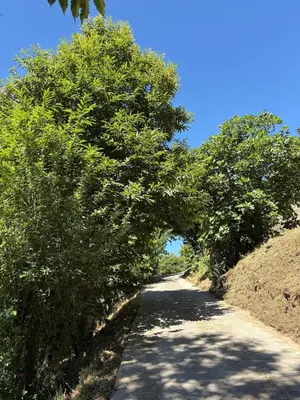 a road with trees on the sides of it at Vivienda turística en plena naturaleza O Poleiro
