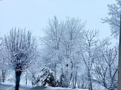 a group of trees covered in snow at Vivienda turística en plena naturaleza O Poleiro