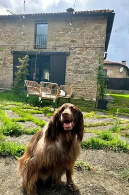 a brown dog sitting in front of a house at Holiday Home Galicia Retreat by Interhome in Cerdedo