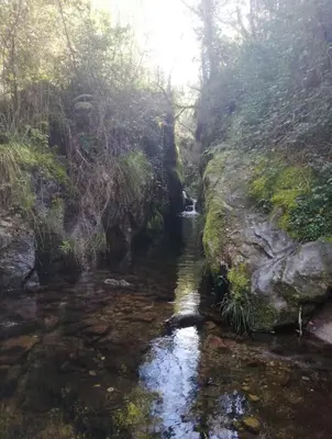 a stream in the middle of a forest with a waterfall at Casa Salvia