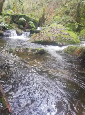 a stream of water with rocks in a forest at Casa Salvia