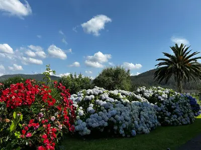 a display of flowers in a garden with a palm tree at Casa Conchas in O Valadouro