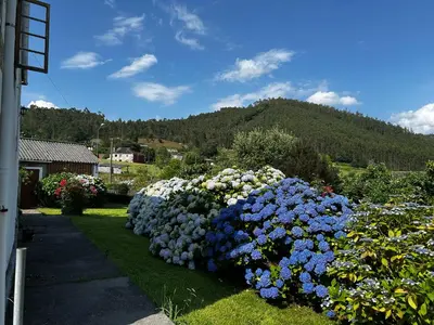 a row of blue and white flowers in a yard at Casa Conchas in O Valadouro