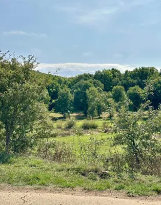 a field with trees and a dirt road at Casa Rural Ucedo in Ucedo