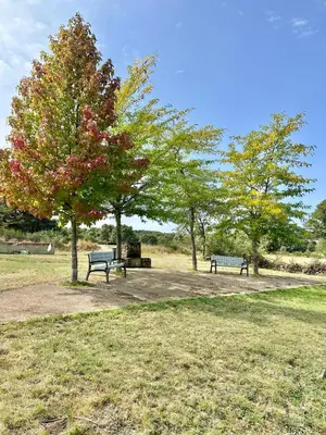 two park benches and a tree in a park at Casa Rural Ucedo in Ucedo