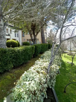 a hedge with white flowers in front of a house at Parador de Puebla de Sanabria in Puebla de Sanabria