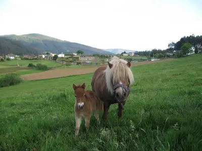 a horse and a baby horse standing in a field at Casa Carballeira in Villarfernando