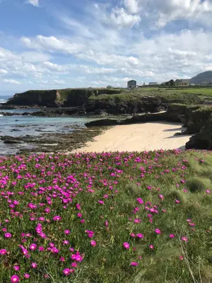 a field of pink flowers next to a beach at Apartagal- Casa Playa, Foz in Foz