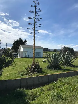 a tree in a yard next to a house at Apartagal- Casa Playa, Foz in Foz