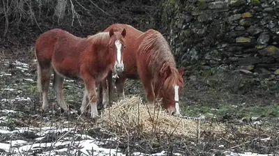 two horses are eating hay in a field at Apartamentos Turísticos Cabrera in Tejedo de Ancares