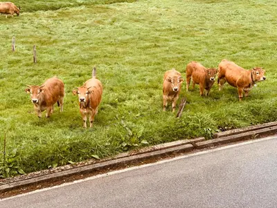 a group of brown cows standing in a field at Casa Lixa Hotel Rural Albergue in Las Herrerías