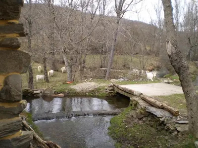 a stream of water with cows in a field at Casa rural el Molino del Botero in Coso
