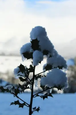 a tree covered in snow with the sun in the background at Apartamentos rurales Vilarchao in Vilarchao