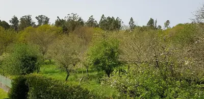 a forest of trees and bushes with a road at Pensión LO in O Pedrouzo