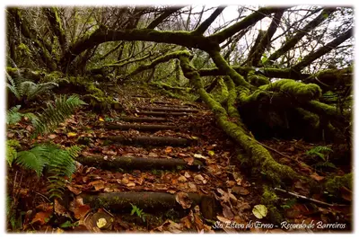 a stone path in a forest with trees and leaves at Hotel Amadora - Admite mascotas in Barreiros
