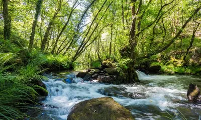 a stream in a forest with rocks and trees at O Muiño de Pena in O Pino