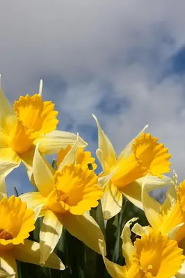 a group of yellow daffodils against a cloudy sky at Rectoral de Fofe in Fofe
