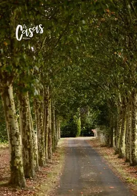 a tree lined road with a row of trees at As Casas Ribeira Sacra in Chantada