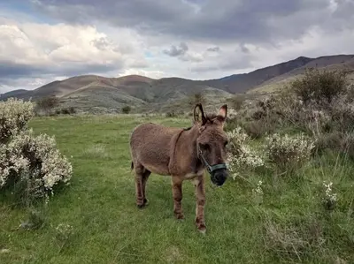 a donkey standing in a field with mountains in the background at Casa de Abril 1 in San Cristóbal de Valdueza