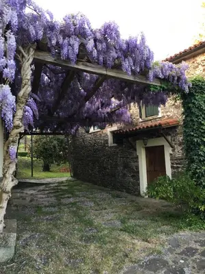 a pergola covered in purple wisteria on a house at Casa Grande do Soxal in Cesuras