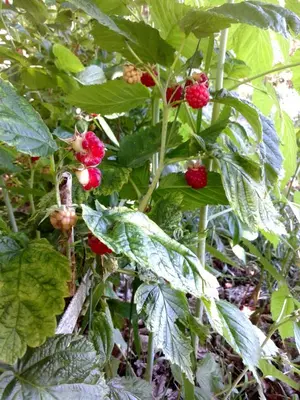 a bunch of red berries on a plant with leaves at Apartamentos Turísticos Casa dos Pulidos in Olás de Villariño