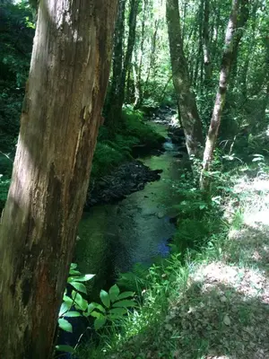 a stream in a wooded area with at Apartamento La Corrada in Santa Eulalia de Oscos
