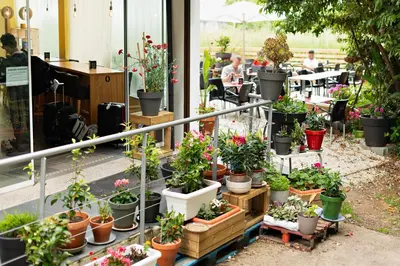 a bunch of potted plants on display in a store at Cruce de Caminos Arzúa in Arzúa