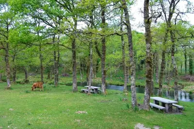 a cow grazing in a field next to trees and benches at Elegant House in Pontevedra + Private Pool in Rífrío
