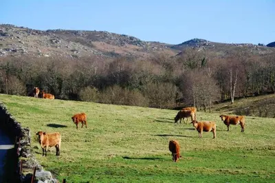 a herd of brown cows grazing in a field at Elegant House in Pontevedra + Private Pool in Rífrío