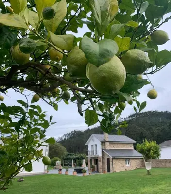 a tree with fruit on it with a house in the background at Casa Xan in Jove