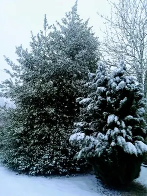 a snow covered christmas tree next to a snow covered tree at Casal de Drados in Drados