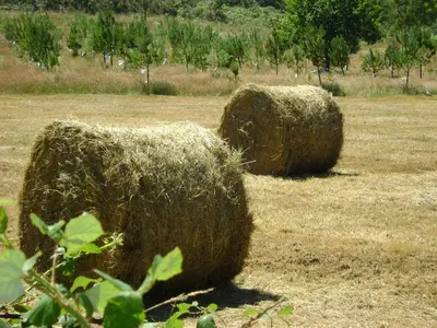 two bales of hay sitting in a field at Stone Cottage O CEBREIRO in Curtis