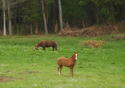 two horses grazing in a field of grass at Stone Cottage O CEBREIRO in Curtis