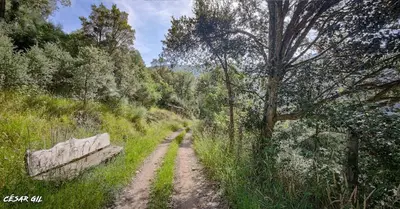a dirt road in the middle of a field with trees at Casa Rural Chao de Castro in Ríodeporcos
